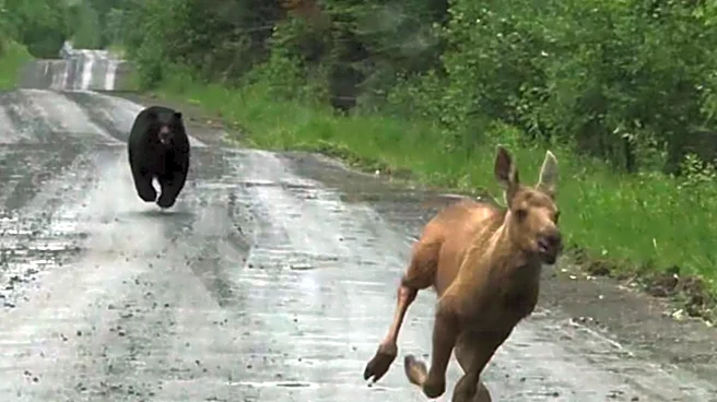 Maine couple spots a bear chasing a moose calf and helps it escape