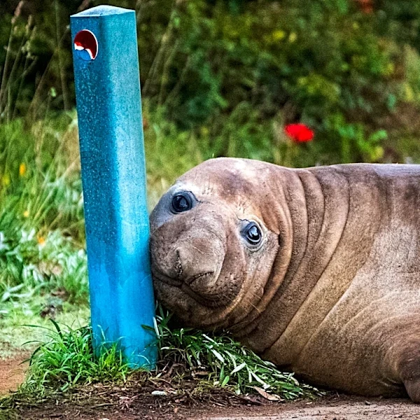 Australian officials ask fans to respect the privacy of Neil, a 1-ton seal who respects nothing
