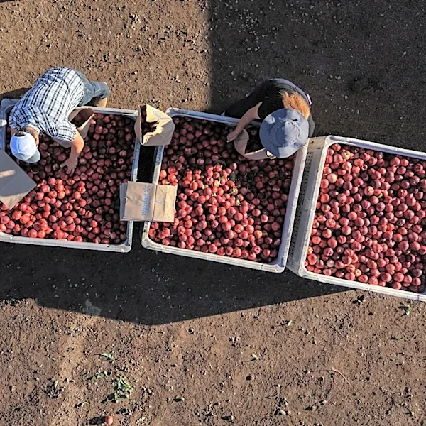 A California farmer is giving away tons of nectarines that he's not allowed to sell