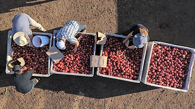 A California farmer is giving away tons of nectarines that he's not allowed to sell