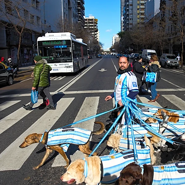 Puppy love as dog walker turns his pack of 13 into Argentina jersey-clad World Cup followers