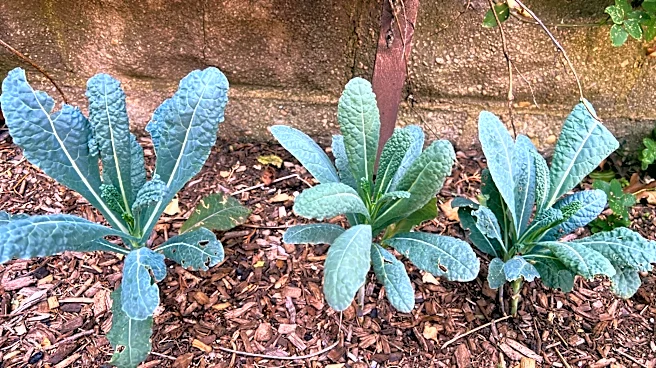 Who says a vegetable garden needs full sun? Some plants do well in shadier spots