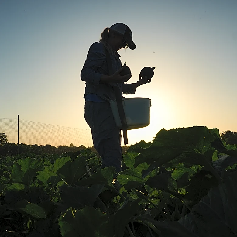 Specialty farmers adapt harvests, protect crops in face of extreme heat
