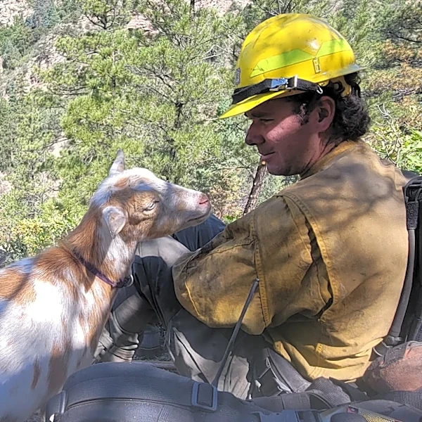 The GOAT: Hooved friend provides moral support to firefighters in Colorado