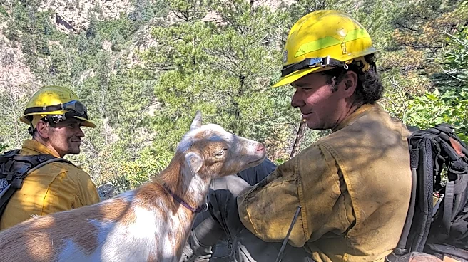 The GOAT: Hooved friend provides moral support to firefighters in Colorado