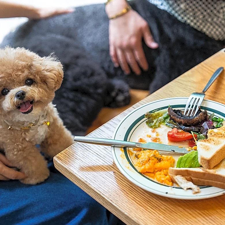 Hong Kong eateries welcome dogs in a step to promote a pet-friendly society