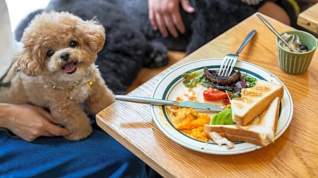 Hong Kong eateries welcome dogs as city relaxes ban