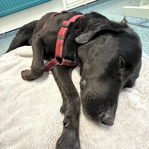 Grateful dog owner describes mountain rescue after canine apparently ingests cannabis