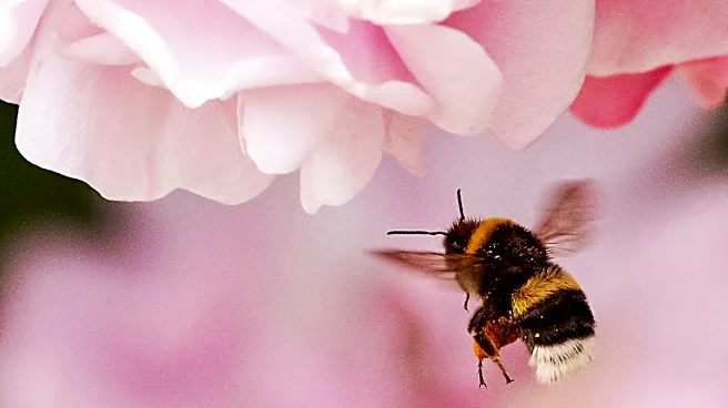 How to protect your roses from black spot disease