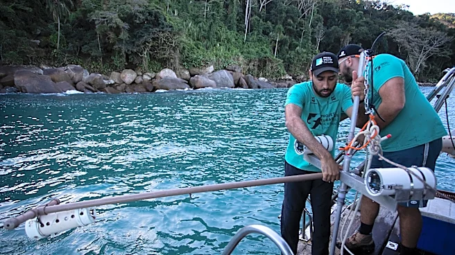 A Brazilian bay’s surprise shark nursery sparks conservation project