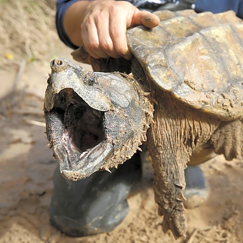US cancels automatic protections for imperiled animals as critics warn of extinctions