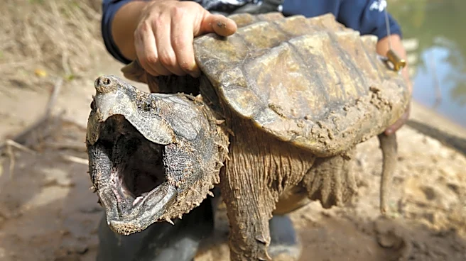 US cancels automatic protections for imperiled animals as critics warn of extinctions