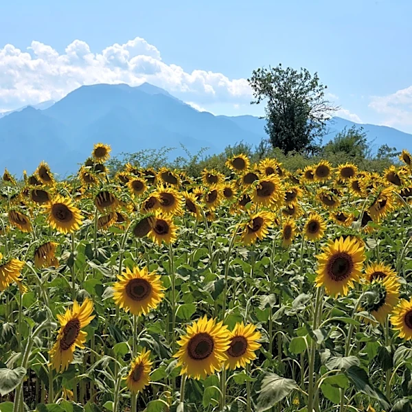 Mount Olympus, home of the ancient Greek gods, vies for World Heritage status