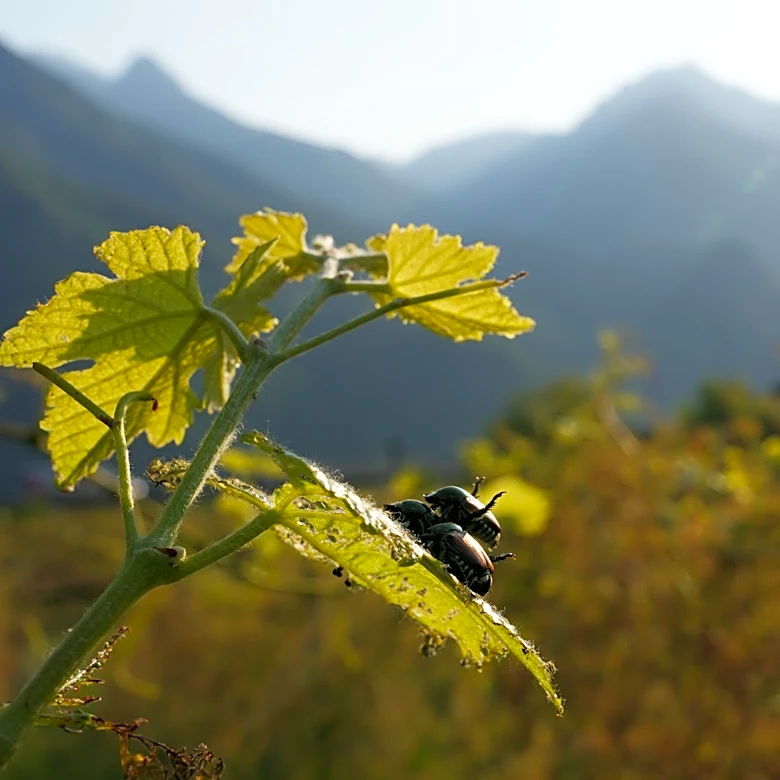 Japanese beetle advances through northern Italy's vineyards and orchards, frustrating farmers