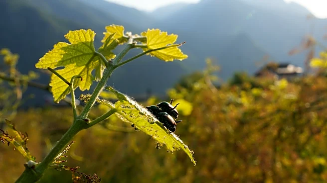 Japanese beetle advances through northern Italy's vineyards and orchards, frustrating farmers