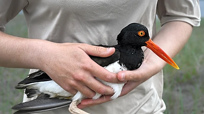 Oystercatchers, known for sharp bills and beady eyes, are making a comeback thanks to conservation