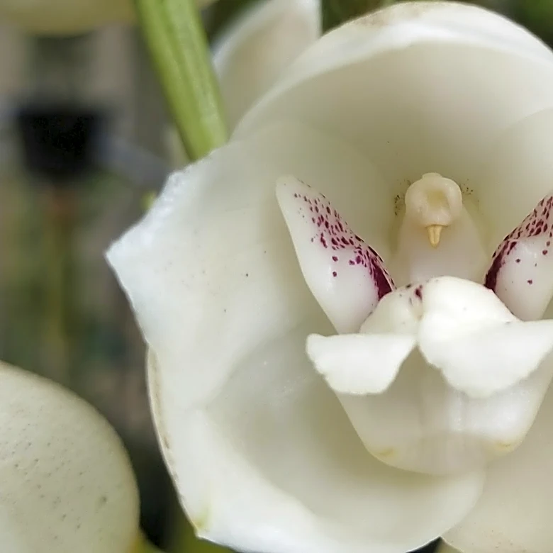 A gardener’s guide to 5 orchids that mimic animals, insects and even a naked man