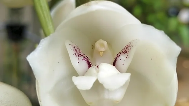 A gardener’s guide to 5 orchids that mimic animals, insects and even a naked man