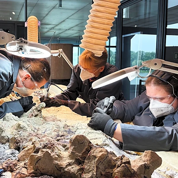2,000 volunteers join a painstaking effort to restore massive skeleton of prehistoric predator