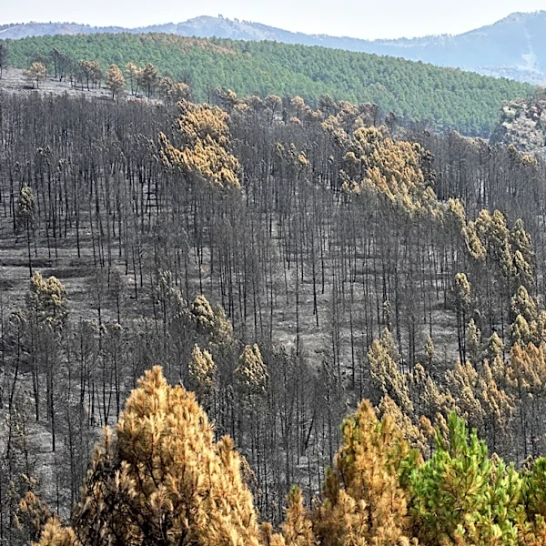 Firefighters battle one of Spain's biggest-ever wildfires during heat wave across the Mediterranean