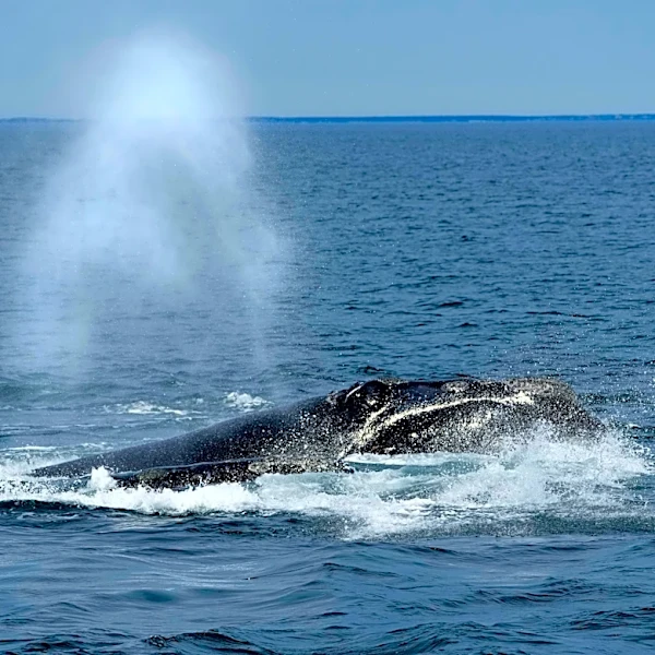 Endangered right whales could wait almost a decade for new US protections