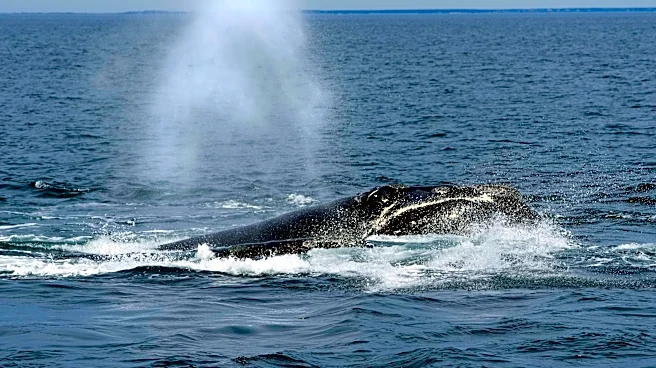 Endangered right whales could wait almost a decade for new US protections