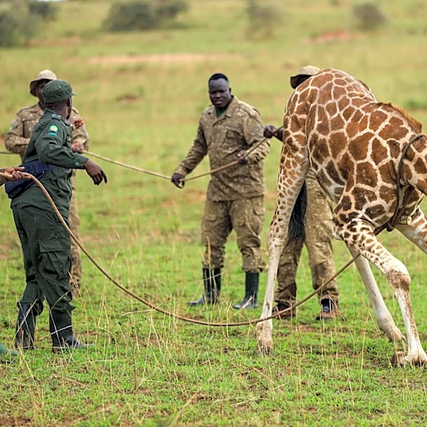 Giraffes given a new home in Uganda to escape oil drilling in the country's largest park