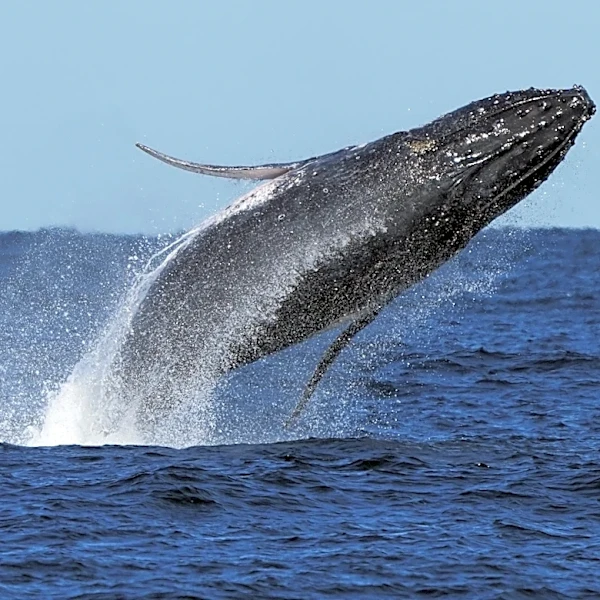 Whale 'supergroups' show numbers are rebounding from hunting. But Iran war holds dangers for them