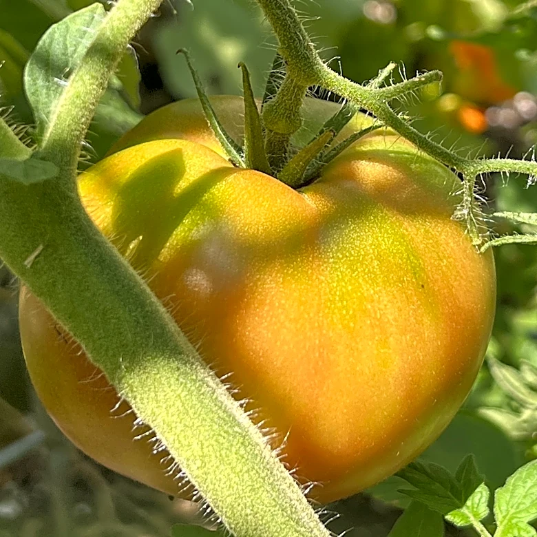 The risks of waiting too long to harvest garden vegetables