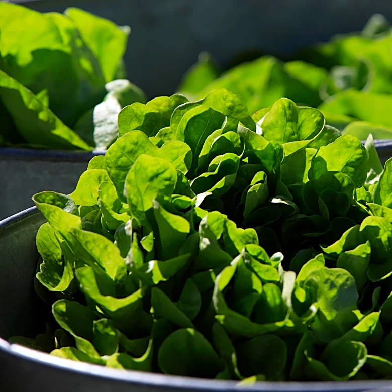 Between prices and a diarrhea-causing parasite, lettuce is causing hard times at some restaurants
