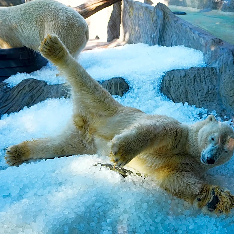 Prague zoo keeps polar bears cool with ice cubes as European summer heatwave hits