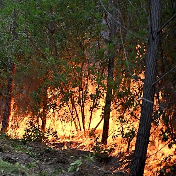France's forest management may need to change to prevent more wildfires in Les Landes