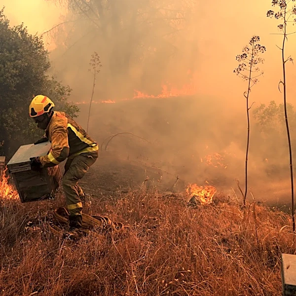 UN, scientists warn that strong El Nino will add fuel to 'a planet already on fire'