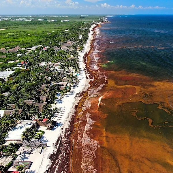 A blanket of seaweed smothers coastlines from the Caribbean to Mexico