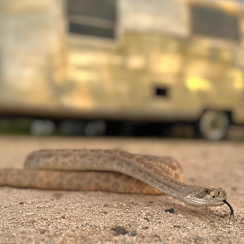 Leave it: Dog trainers help pets avoid poisonous snakes