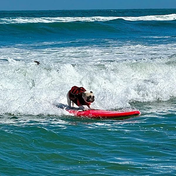 Top dogs ride waves at annual World Dog Surfing Championships