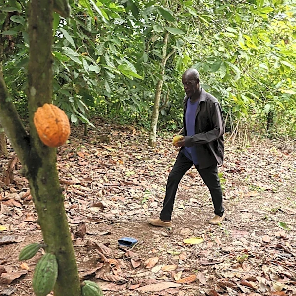 Ghana parliament backs tough cocoa farm protections, with up to 20 years in prison