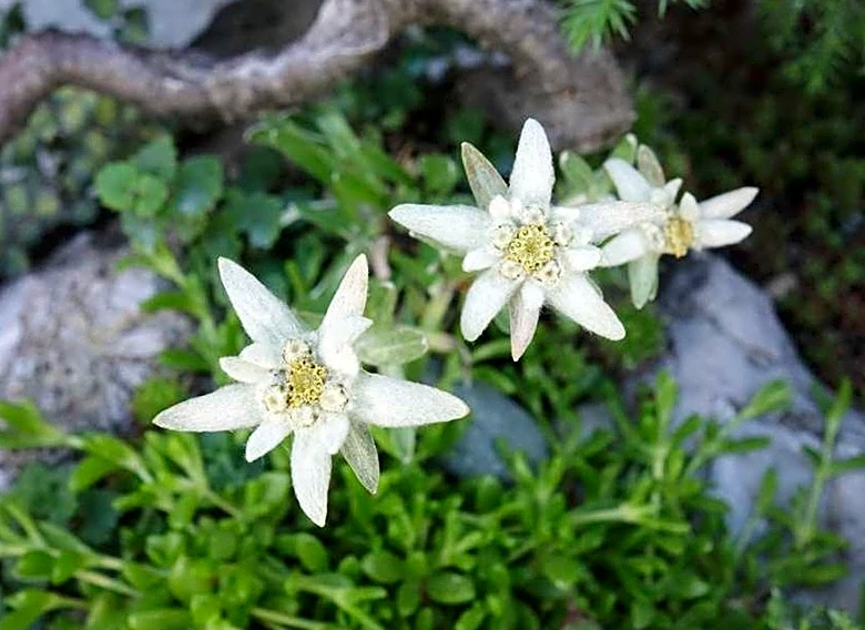 Blossom of snow: A starry symbol of the Alps makes an unusual addition to rock gardens