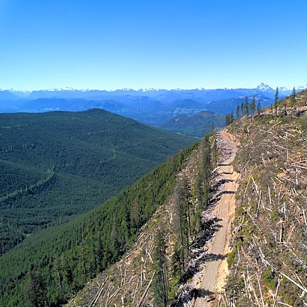 British Columbia is logging its last old growth. Protesters are sleeping in the road to stop it
