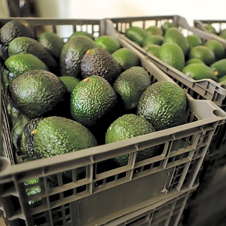 US suspends avocado inspections in Mexican state on Michoacan due to threat