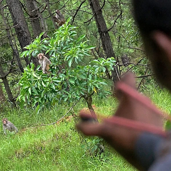 PHOTO ESSAY: Crop-raiding monkeys threaten Nepal's farming communities