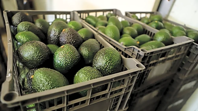 Why Mexican avocado exports to the US have once again been stopped