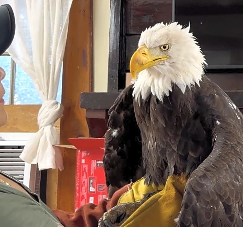 Jackie, the California bald eagle who became an internet sensation, dies after illness