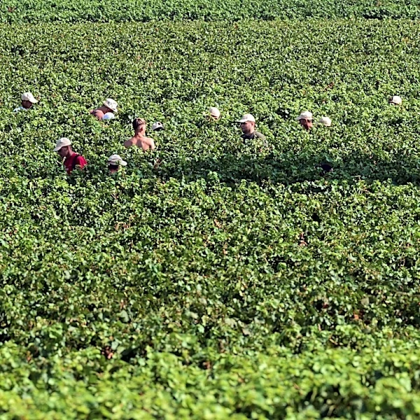 Extreme heat is reshaping Italy's sparkling wine industry with early harvests and nighttime picking