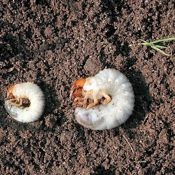 How to test your lawn for grubs and what to do if you find them