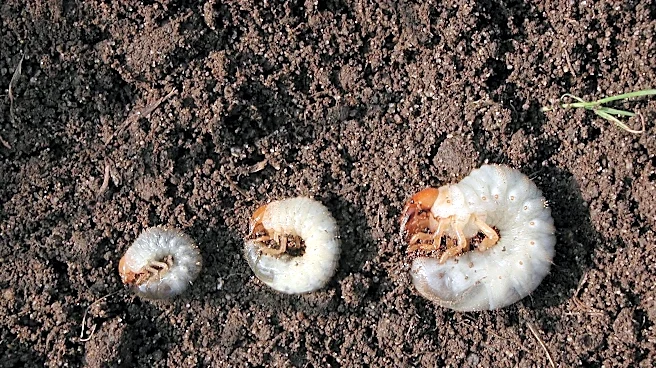 How to test your lawn for grubs and what to do if you find them
