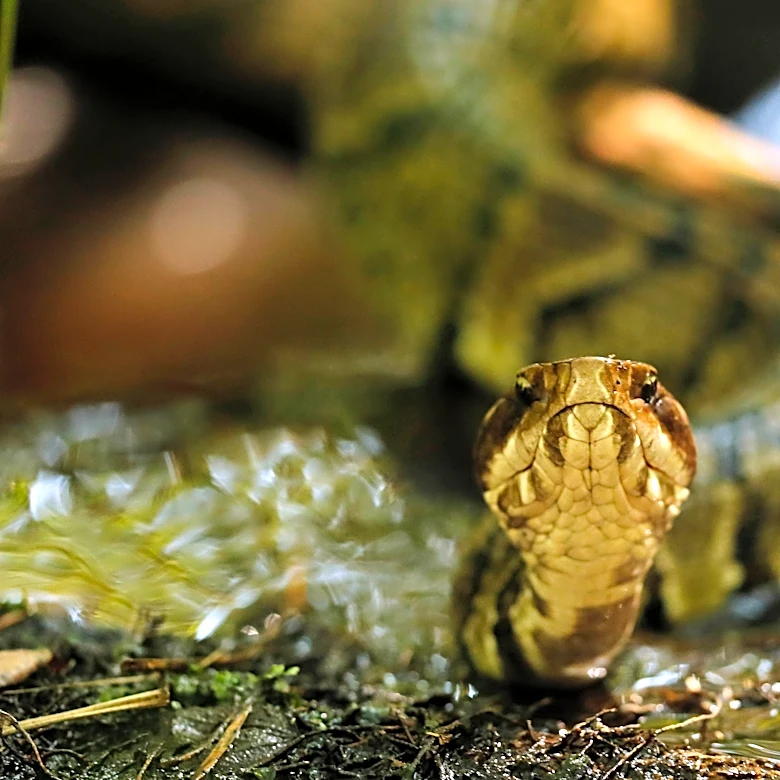 High school football player in Arkansas practices with a venomous snake in his helmet