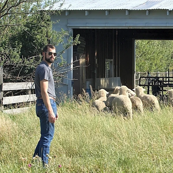 Montana State University launches a new Wool Lab to revive an old industry