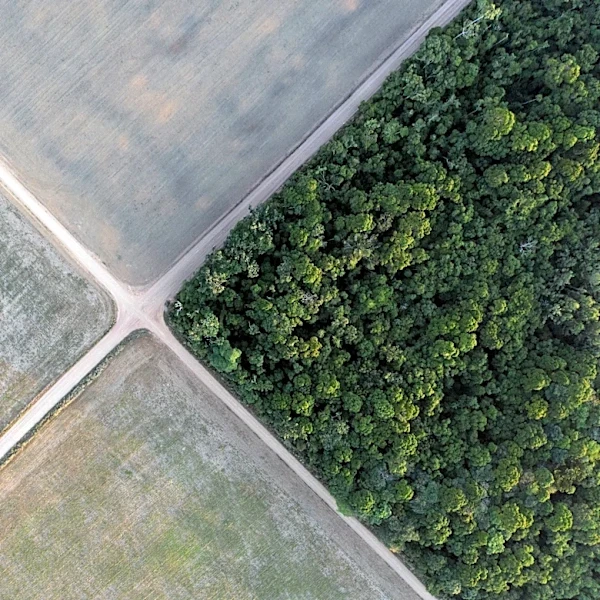 Brazil Supreme Court upholds laws that led to downfall of Amazon soy moratorium