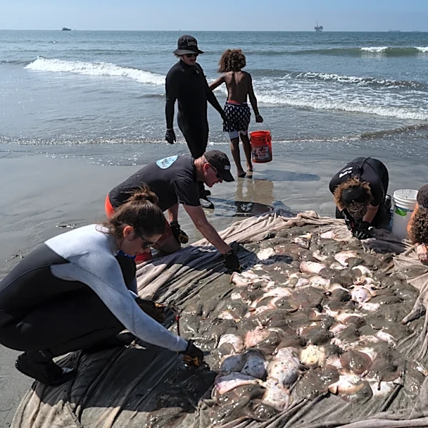 Stingray lashings up as marine heat wave off Southern California draws more to shore